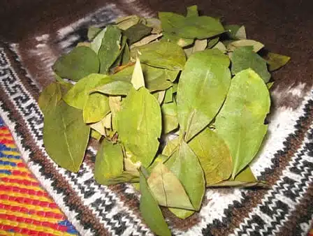 Coca Leaves 100 grams